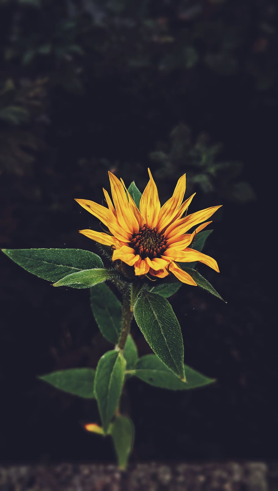 sunflower, sunflower selective focus photography, yellow, dark HD wallpaper