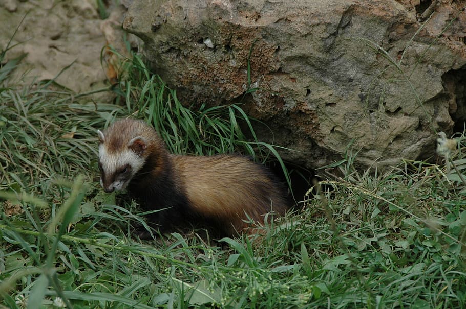 huron, animals, burrow, wild, animal themes, one animal, animal wildlife HD wallpaper