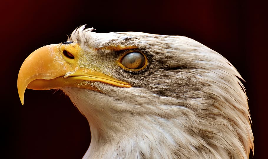 adler, bald eagle, eyelid, protection, bird, raptor, bird of prey HD wallpaper