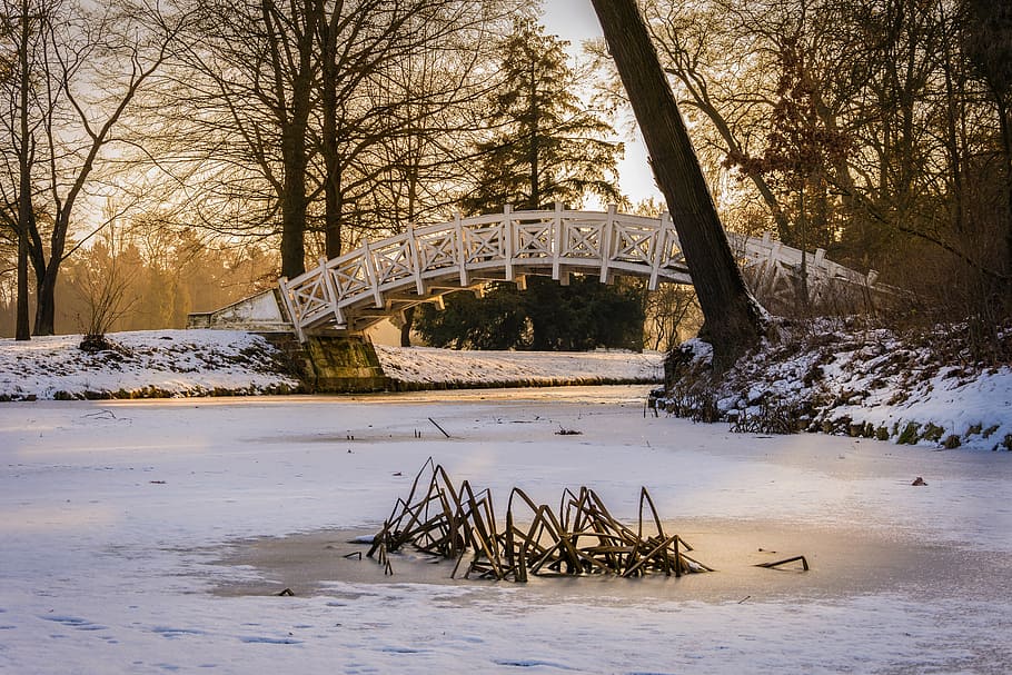 white wooden bridge surrounded with trees, winter, park, park wörlitz HD wallpaper