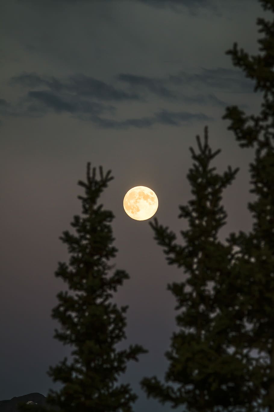 full moon during nighttime, selective focus of full moon, tree HD wallpaper