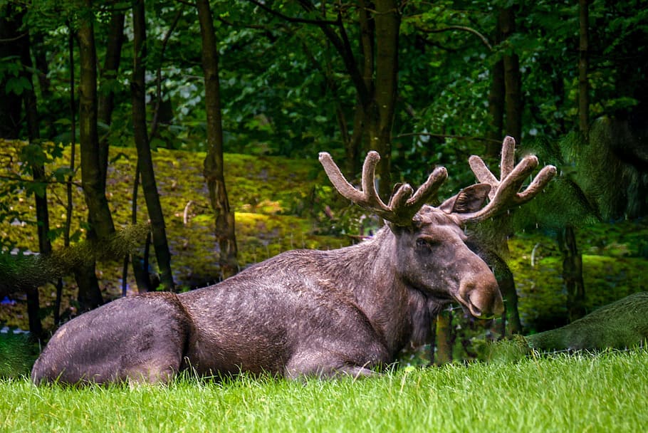 moose, nature, animals, wild, mammal, wildlife park, antler HD wallpaper