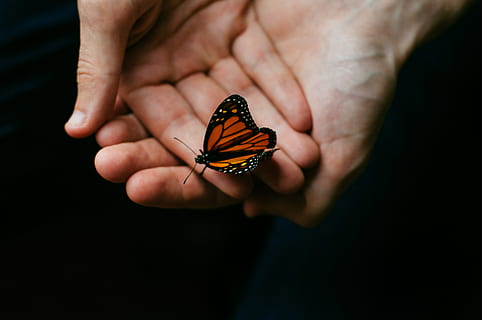 orange and black butterfly on person's hand, monarch butterfly HD wallpaper