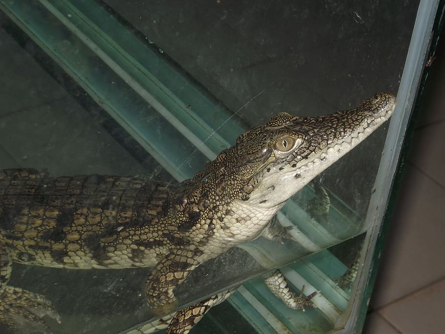 aydin, nazilli, animals crocodile, animal themes, one animal HD wallpaper