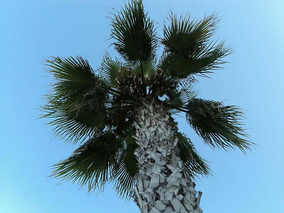 Palm, Tree, Turkey, palm tree, sky, low angle view, growth HD wallpaper