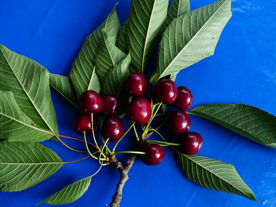 cherry, sweet cherry, red, fruit, healthy, leaves, branch, summer HD wallpaper