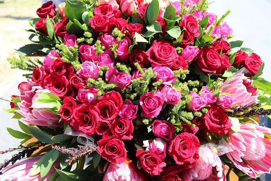 close up photo of pink and red roses bouquet, flowers, bouquet of roses, HD wallpaper