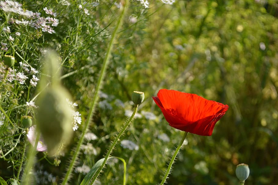 mack, garden, summer, macro, red flower, summer flowers, closeup HD wallpaper
