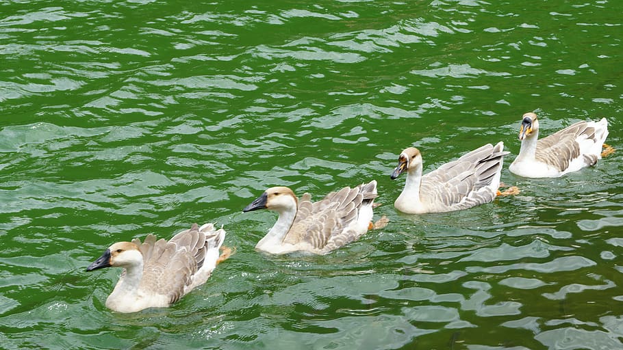 Duck, Lake, green, water, animals in the wild, bird, young bird HD wallpaper