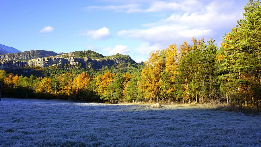 Prado, Trees, Forest, Landscape, Prairie, grass, leaves, field HD wallpaper