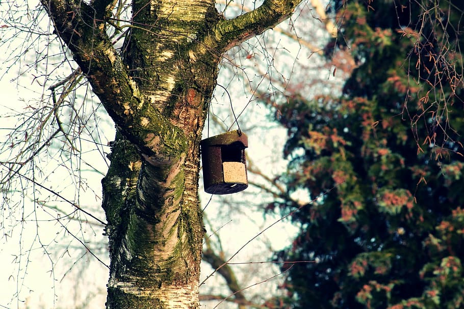 bird feeder, tree, aviary, nesting box, nesting place, hatchery HD wallpaper