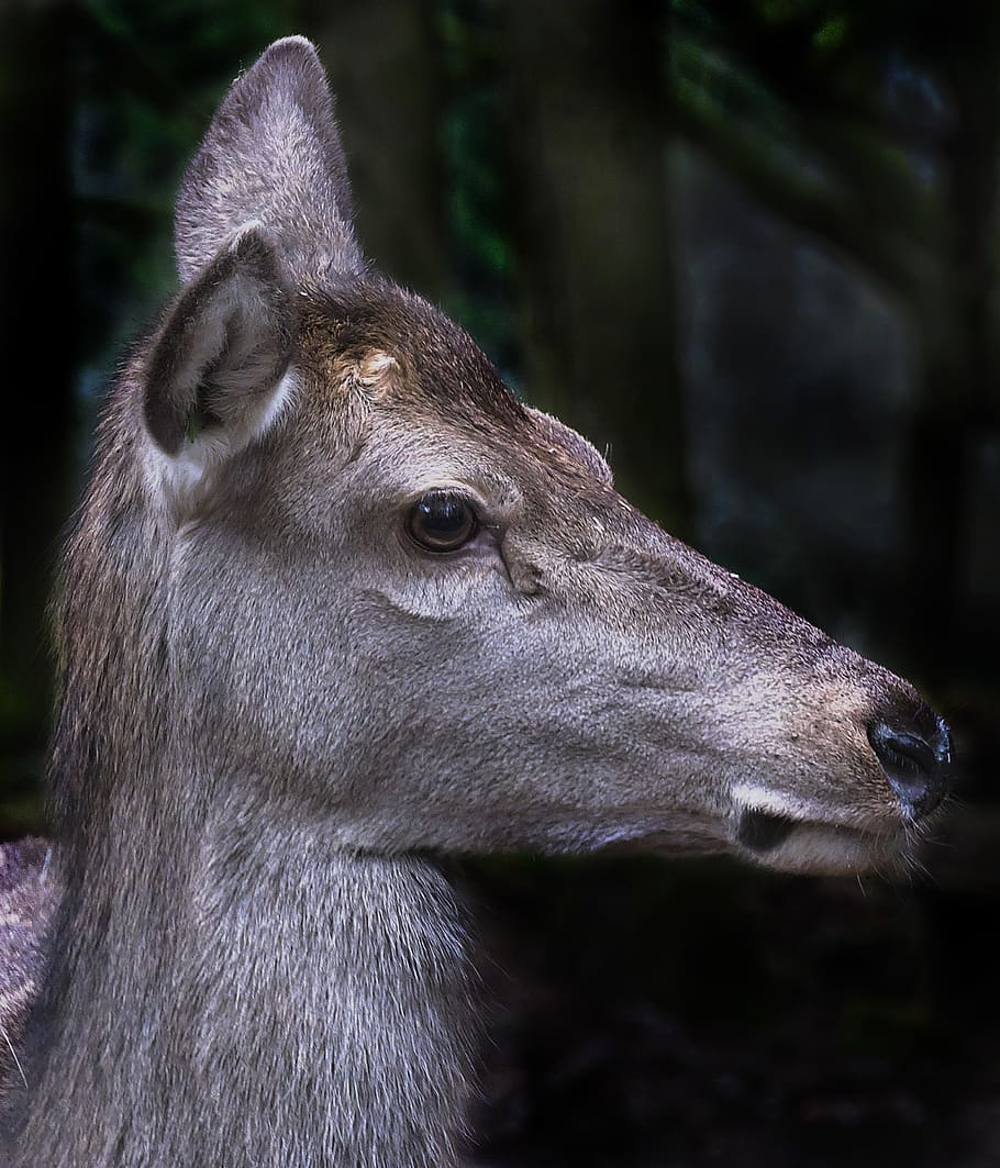 red deer, doe, portrait, animal portrait, bald wild, wild animal, HD wallpaper