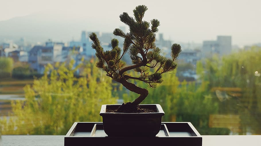 city, abstract, nature, plant, tree, focus on foreground, growth HD wallpaper