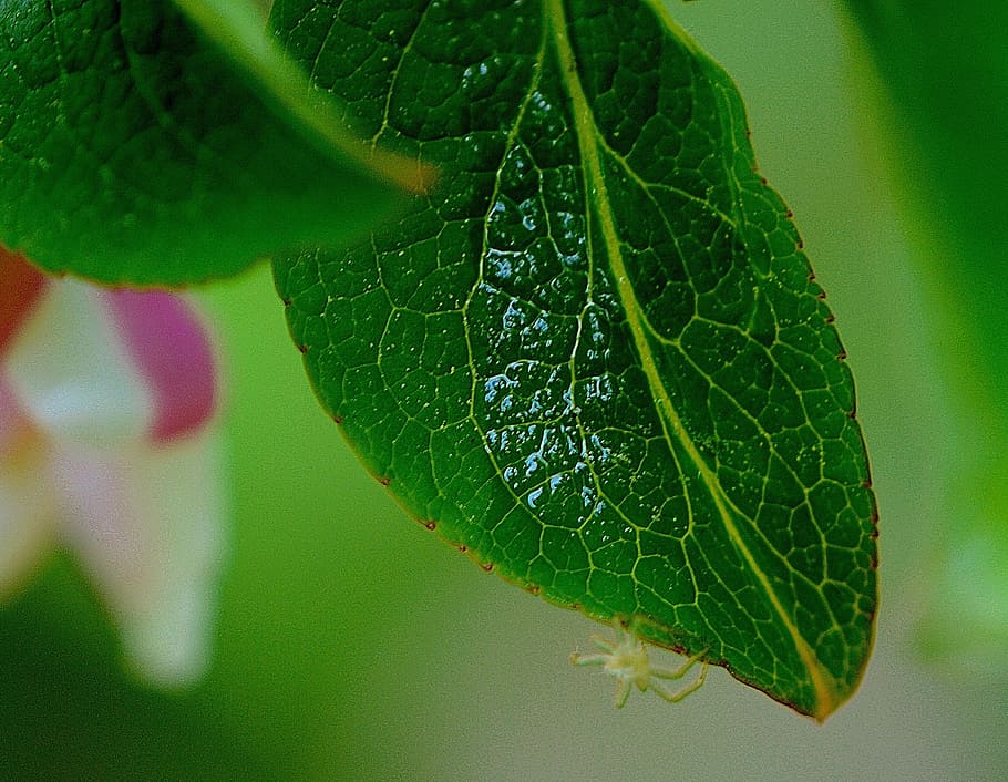 leaf, green, plant, green leaf, nature, close-up, green Color HD wallpaper