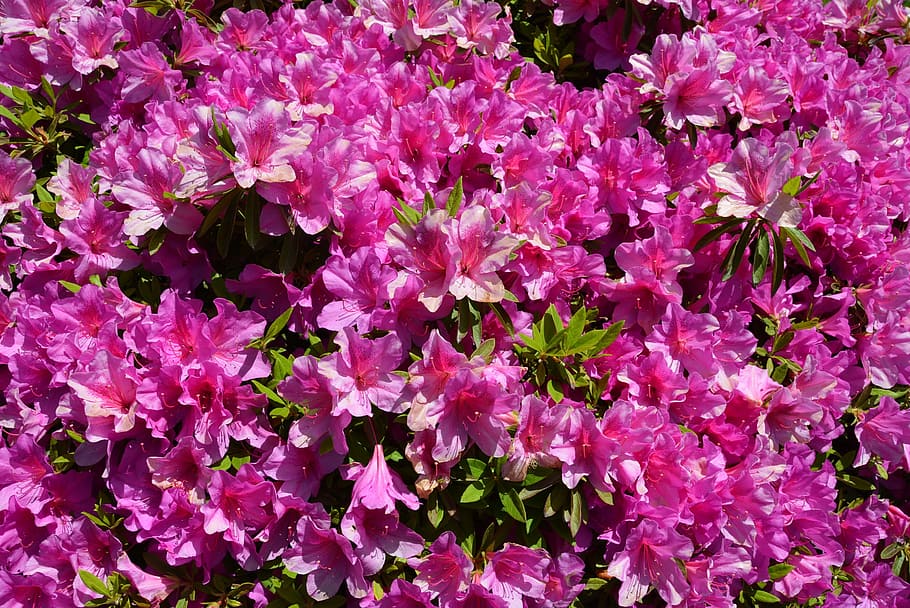 Azalea, Flower, Spring, Nature, Pink, pink color, purple, full frame HD wallpaper