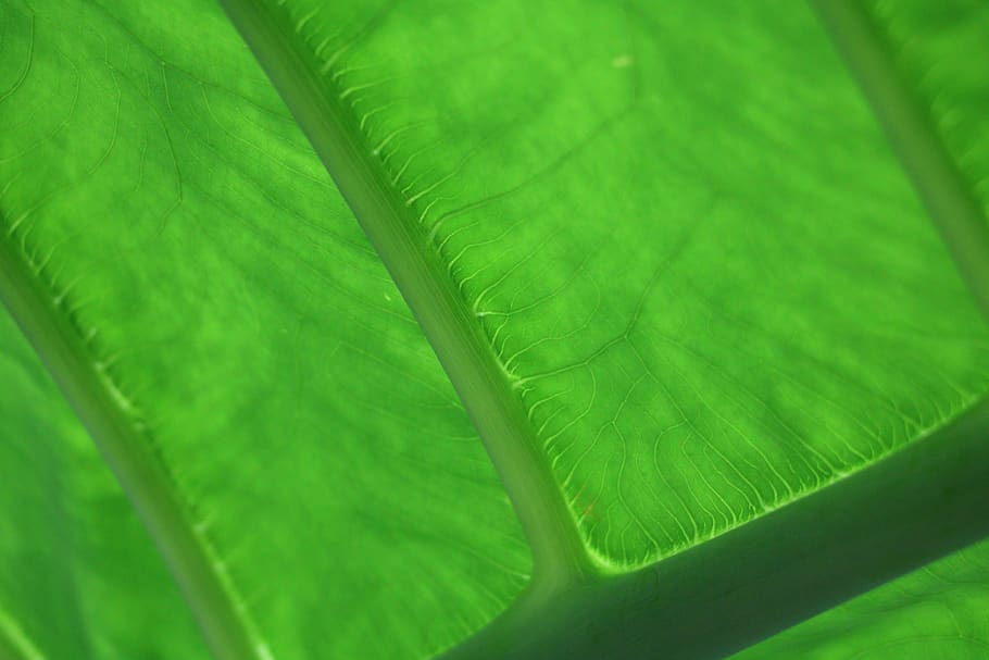 leaf, veins, leaf veins, nature, green, plant, close up, structure, HD wallpaper