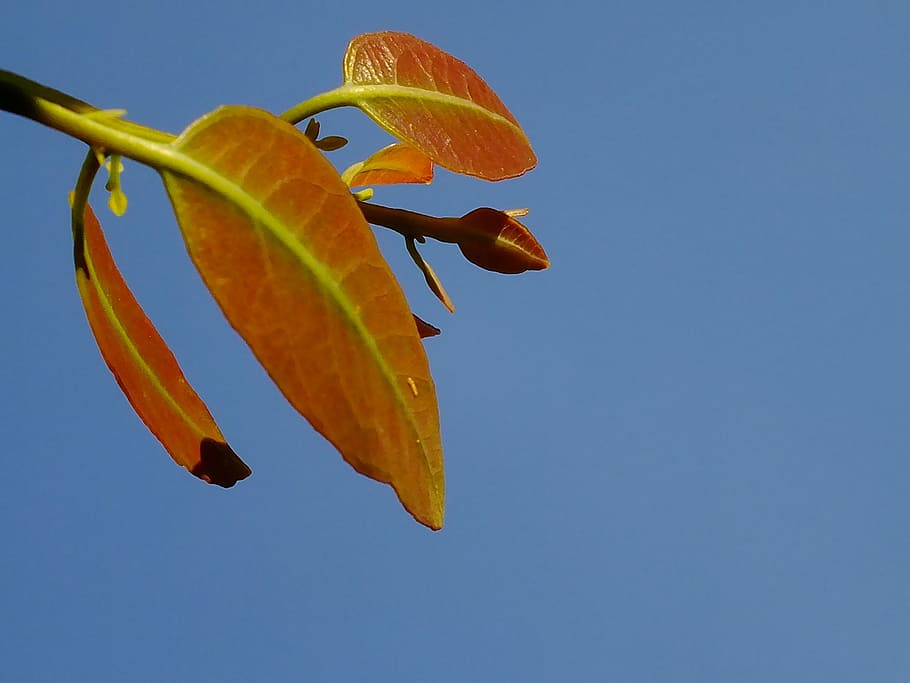 leaf, sky, nature, green, plant, outbreak, first outbreaks HD wallpaper