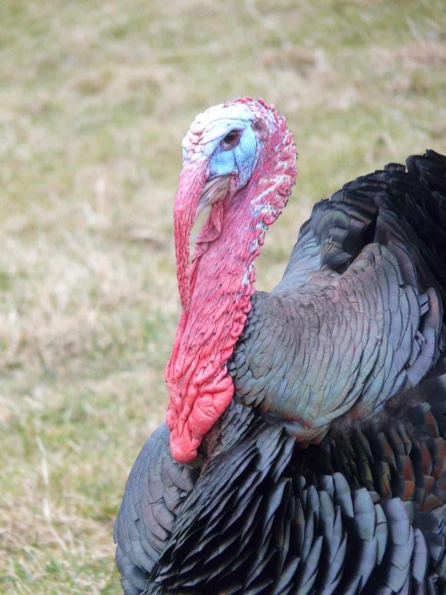 turkey, head, red, bill, wild turkey, meleagris gallopavo, wild truthuhn HD wallpaper