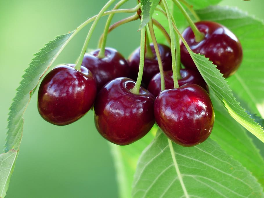 close up photo of red berries, cherry, sweet cherry, fruit HD wallpaper