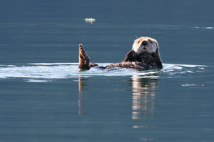animal photography of sea lion on water, sea otter, swimming