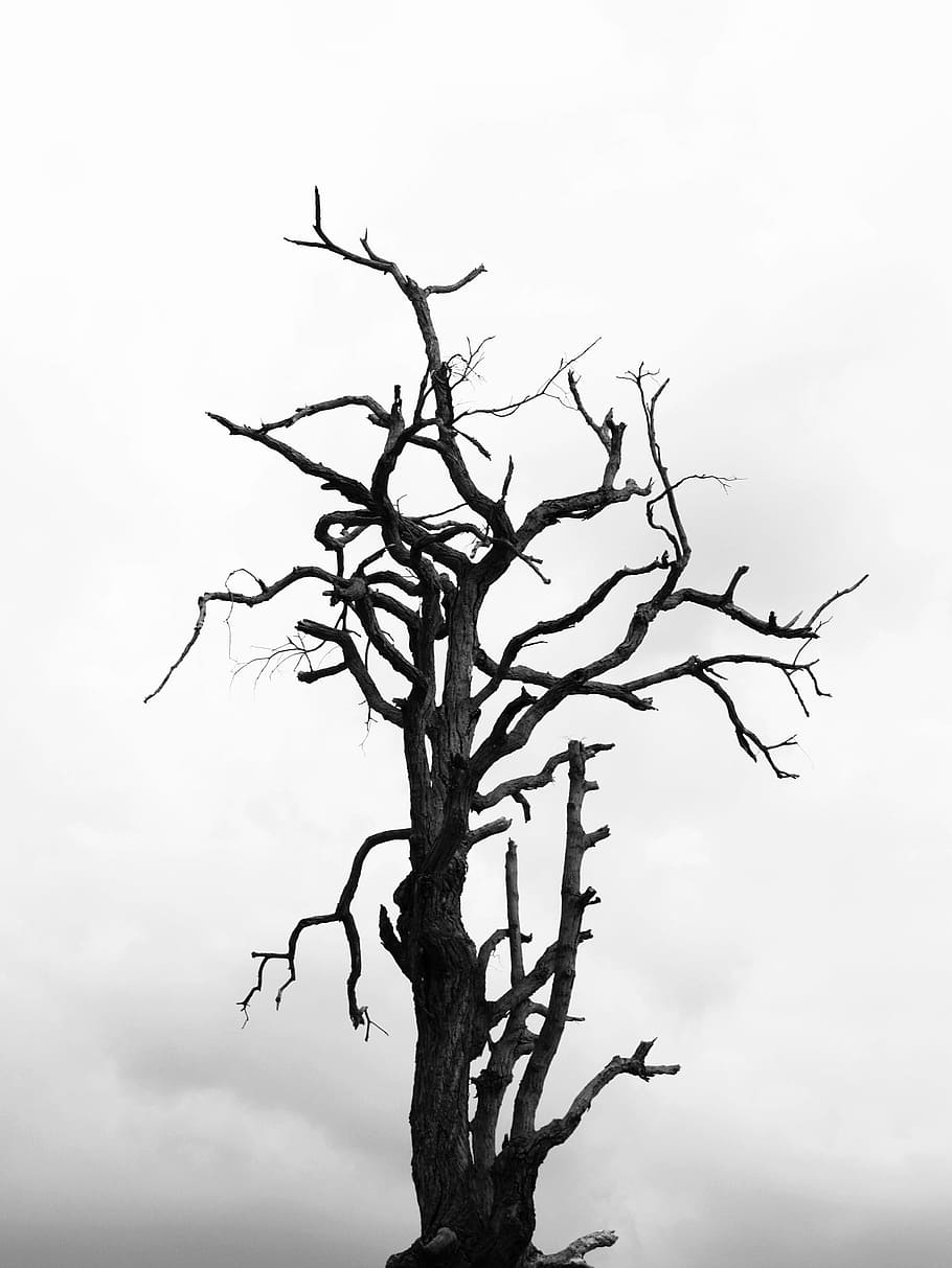 black-and-white, nature, cloudy, dry, black and white, branches, HD wallpaper