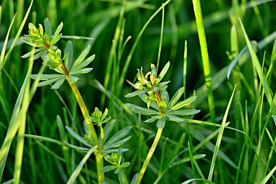 grass, meadow, nature, green, plant, green color, beauty in nature HD wallpaper