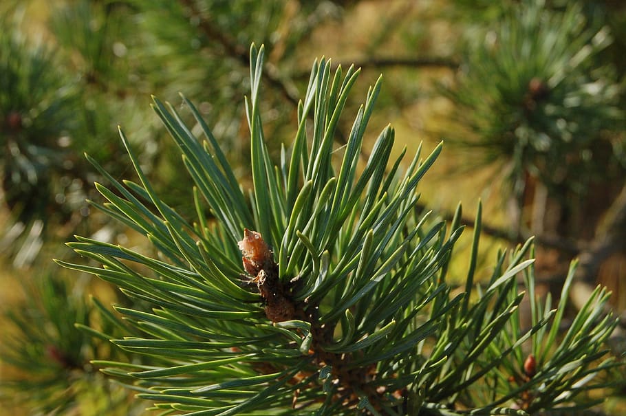 Spruce, Tree, Tree, Branch, Herringbone, needles, outdoors HD wallpaper