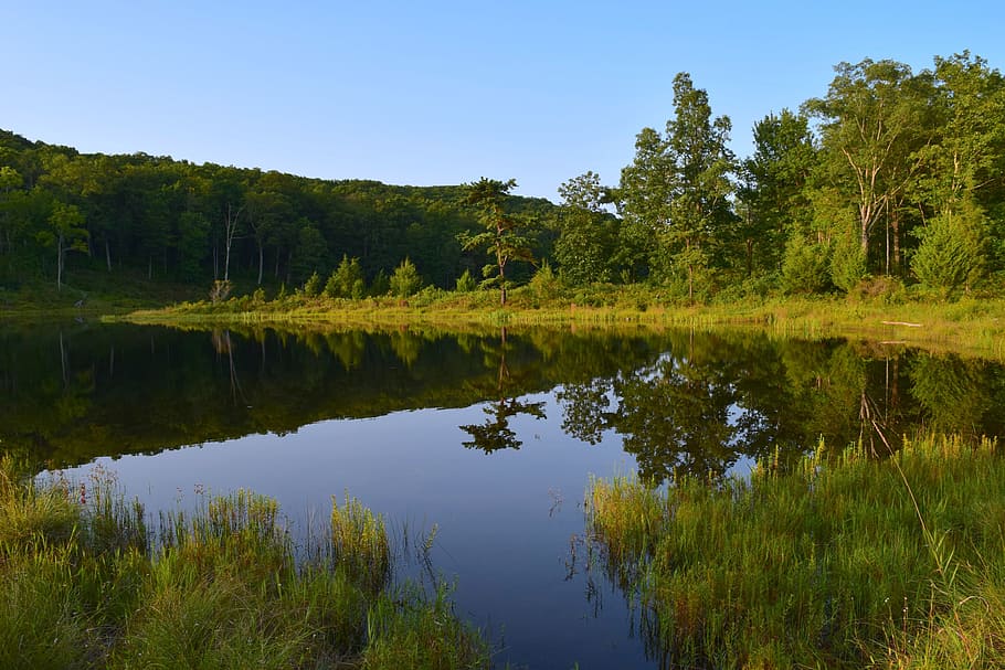 lake, reflection, park, trees, blue, water, nature, landscape HD wallpaper