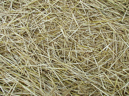 straw, texture, agriculture, cornfield, harvest, background HD wallpaper