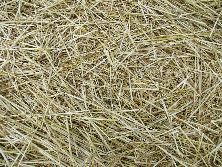 straw, texture, agriculture, cornfield, harvest, background, HD wallpaper