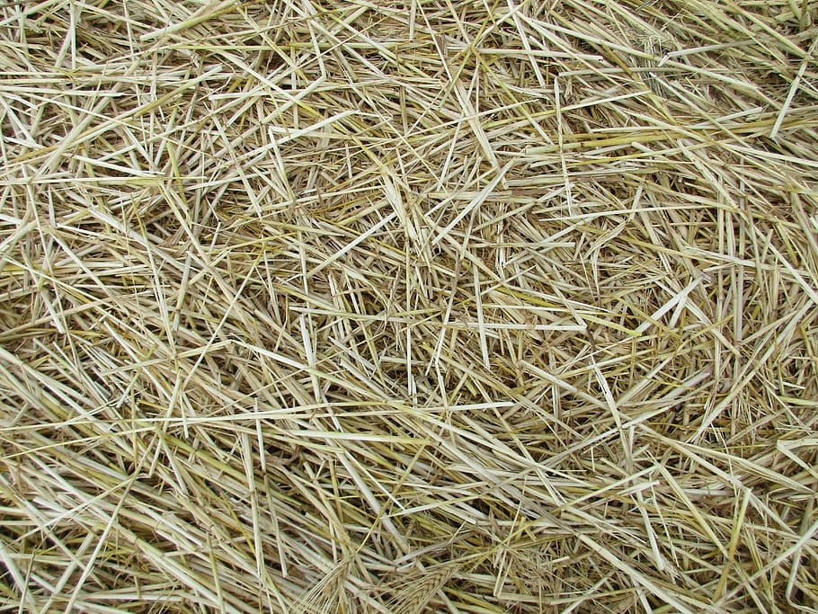 straw, texture, agriculture, cornfield, harvest, background HD wallpaper