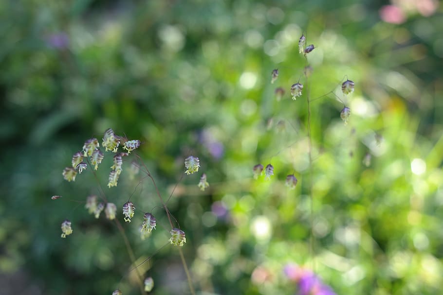 bokeh photography of green leafed plants, quaking grass, briza media
