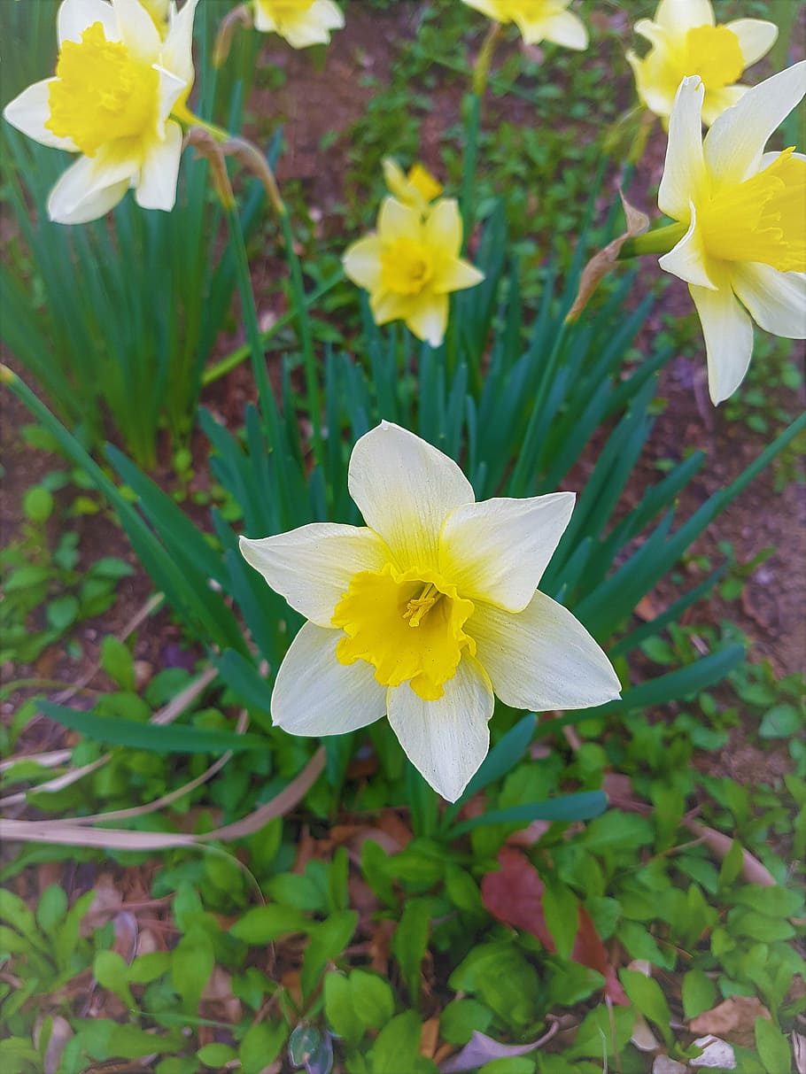 flowers, spring, park, plants, buds, spring flowers, outdoor HD wallpaper