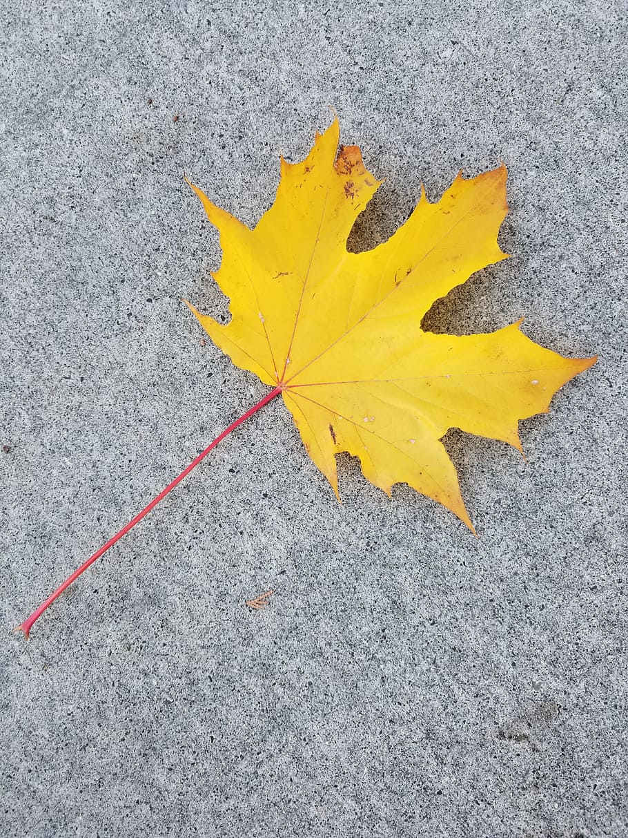 fall, leaf, nature, maple leaf, outdoors, autumn, plant part HD wallpaper