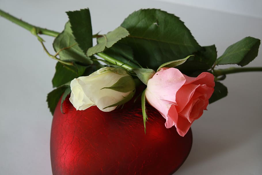 pink flower, heart, red, rose, blossom, bloom, mother's day HD wallpaper