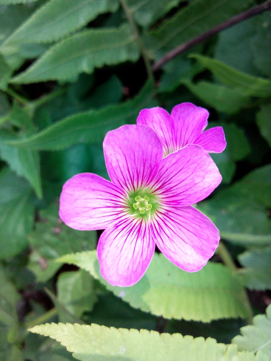 flower, loaf, grass, flowering plant, fragility, vulnerability HD wallpaper