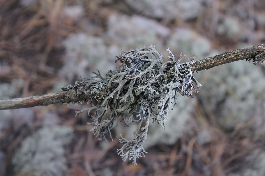 moss, lichen, forest, plant, close-up, tree, nature, focus on foreground HD wallpaper