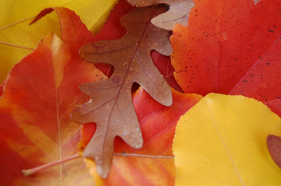 leaves, autumn, fall, maple, acorn, plant part, leaf, change HD wallpaper