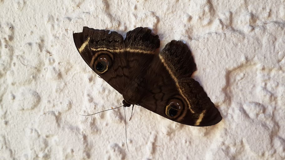 moth, insect, nature, wing, animal themes, one animal, vertebrate HD wallpaper