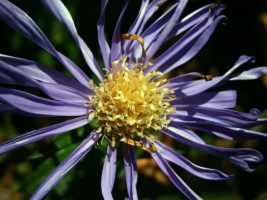 yellow and blue flower, aster, composites, blossom, bloom, purple HD wallpaper