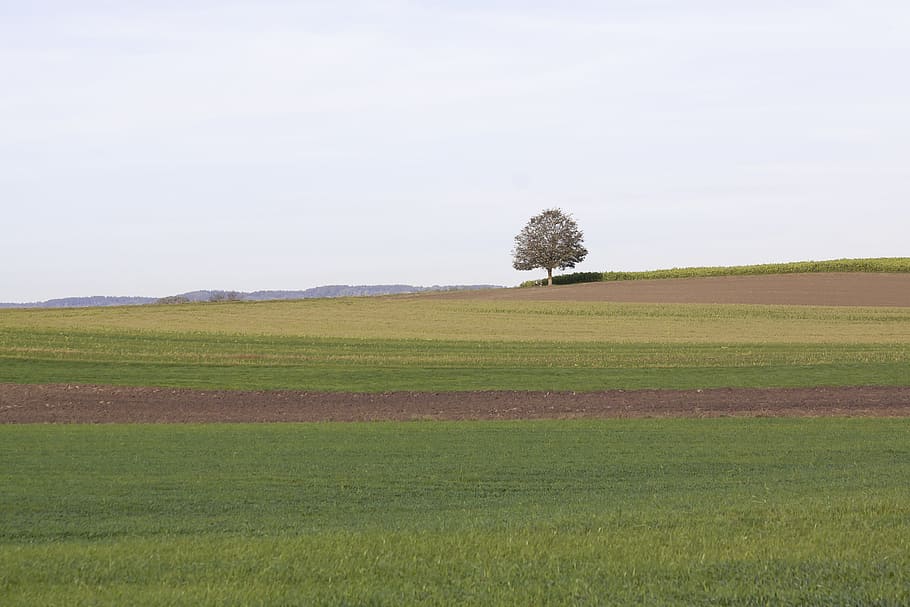 tree, landscape, autumn, nature, sky, field, hill, green, brown HD wallpaper