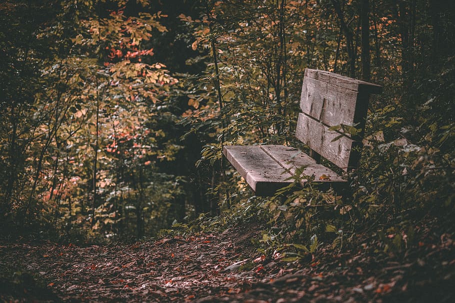 brown wooden bench on forest, bench surrounded with trees, woodland HD wallpaper
