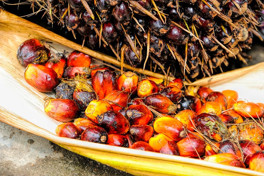 red and orange palm fruits on husk, oil, background, ripe, produce HD wallpaper