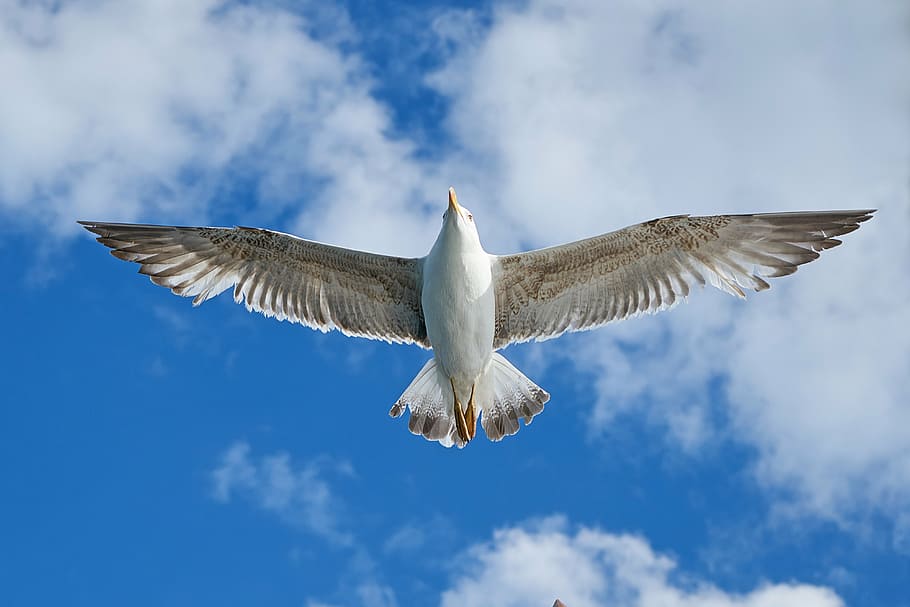 white bird during daytime, seagull, wing, blue, nature, clouds, HD wallpaper