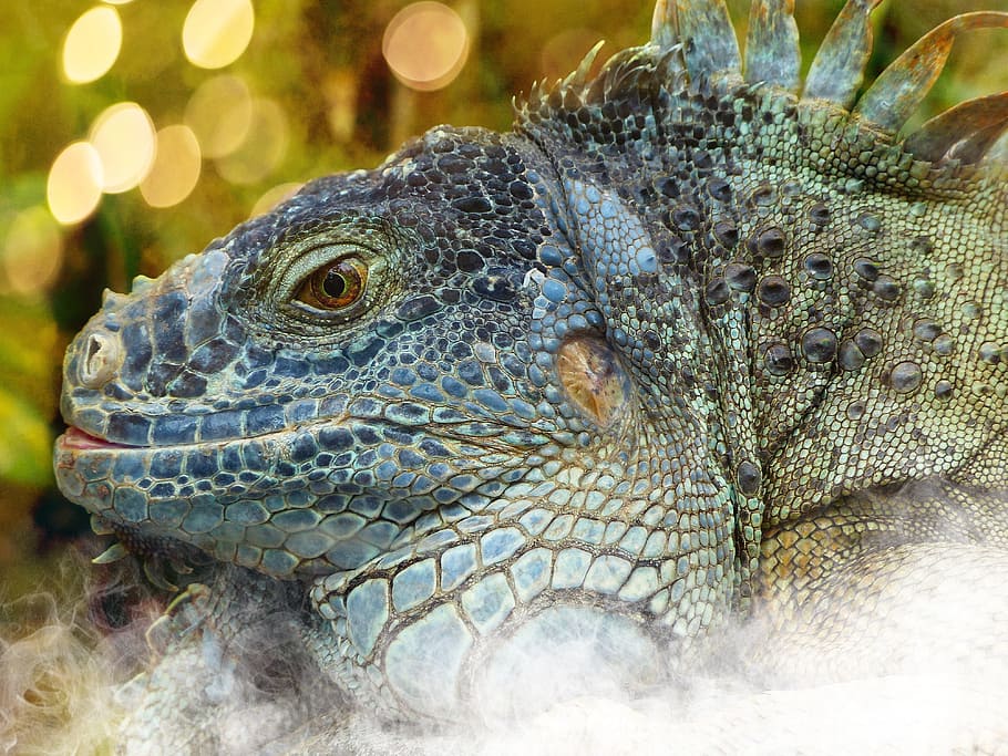 Iguana, Dragon, Reptile, Lizard, portrait, bokeh, animal wildlife HD wallpaper
