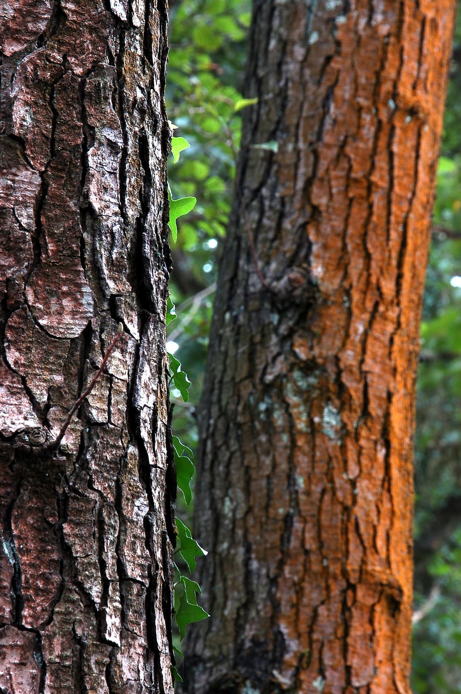 nature, tree, trunk, texture, green, tree trunk, plant, focus on foreground HD wallpaper