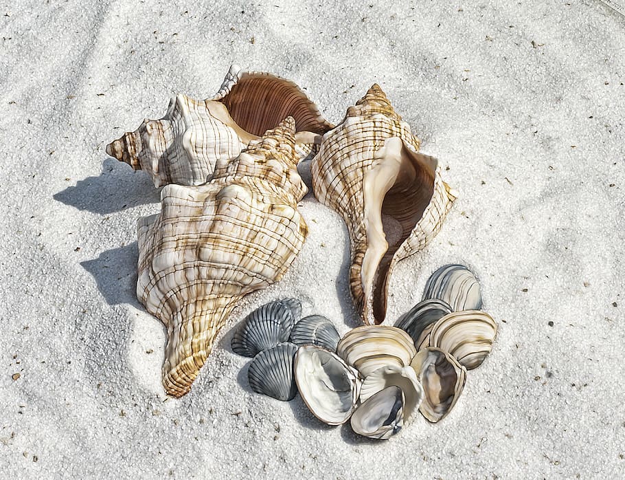 four brown-and-white conch shells and assorted scalloped shells on top of brown sand