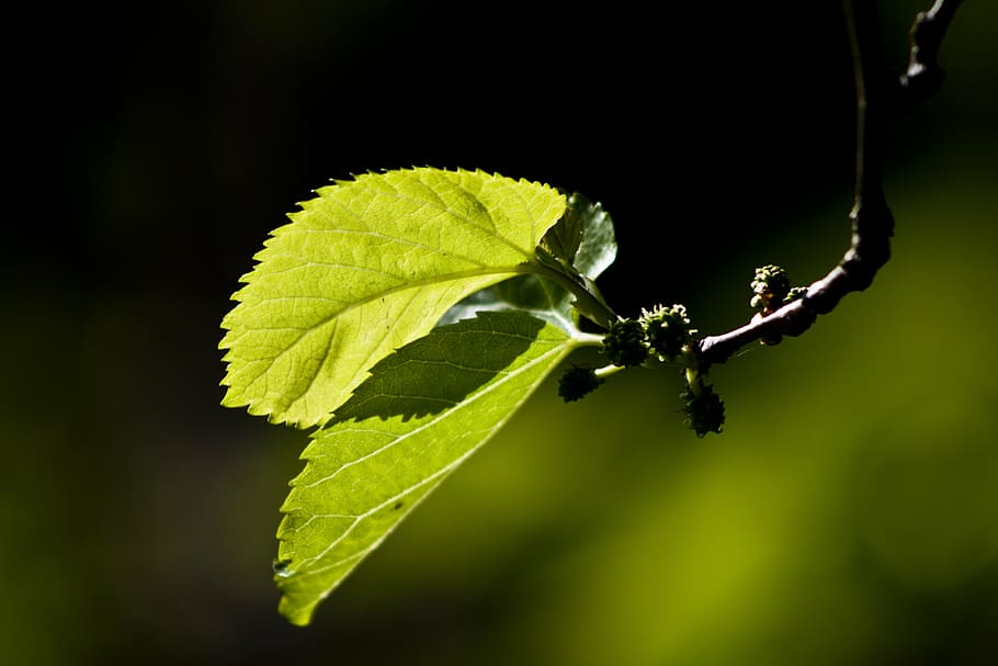 leaves, reverse light, mulberry, branch, green, one animal HD wallpaper