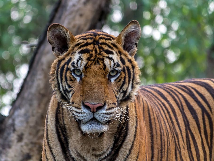 Tiger photo, aggression, animals, pretty, beauty, bengal, black HD wallpaper