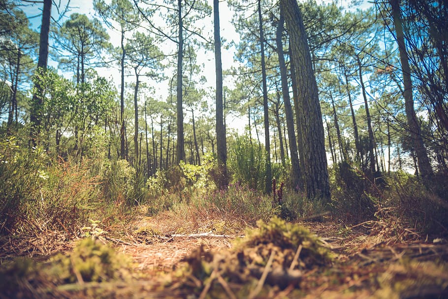trees, forest, woods, nature, sunshine, summer, outdoors, branches HD wallpaper